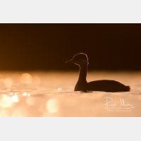 4713 x 3142_Px _RM_170817_MG_8500.jpg