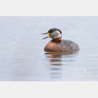 4715 x 3144_Px _RM_140427_MG_1204.jpg