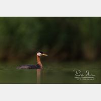 4718 x 3145_Px _RM_170817_MG_9036.jpg