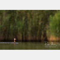 4722 x 3148_Px _RM_170817_MG_9025.jpg