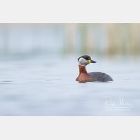 4727 x 3152_Px _RM_140427_MG_1253.jpg