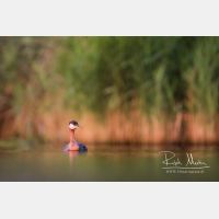 4730 x 3154_Px _RM_170817_MG_8389.jpg