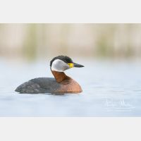 4769 x 3179_Px _RM_140427_MG_1249.jpg