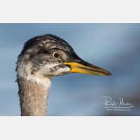 4795 x 3197_Px _RM_161120_MG_0652.jpg