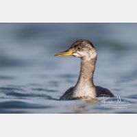 4809 x 3206_Px _RM_161120_MG_0944.jpg