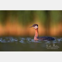 4824 x 3216_Px _RM_170817_MG_8406.jpg