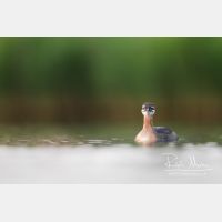 4833 x 3222_Px _RM_170817_MG_8333.jpg