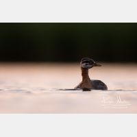 4884 x 3256_Px _RM_170817_MG_8199.jpg