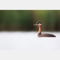 4884 x 3256_Px _RM_170817_MG_8284.jpg