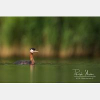 4884 x 3256_Px _RM_170817_MG_9033.jpg