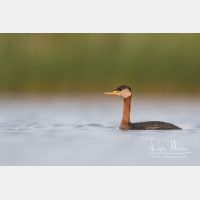 4891 x 3261_Px _RM_170817_MG_8810.jpg