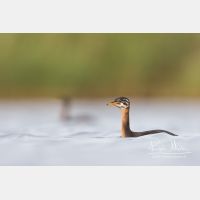 4892 x 3262_Px _RM_170817_MG_8966.jpg