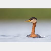 4909 x 3273_Px _RM_170817_MG_8837.jpg