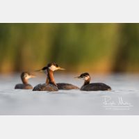 4912 x 3274_Px _RM_170817_MG_8586.jpg