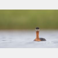 4918 x 3279_Px _RM_170817_MG_8889.jpg