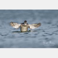 4953 x 3302_Px _RM_161120_MG_0874_b.jpg