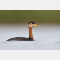 4961 x 3307_Px _RM_170817_MG_8869.jpg