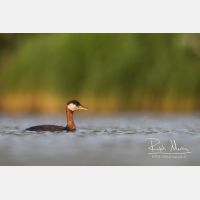 4983 x 3322_Px _RM_170817_MG_8680.jpg