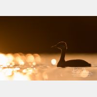 5037 x 3358_Px _RM_170817_MG_8503.jpg