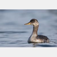 5055 x 3370_Px _RM_161120_MG_0676.jpg