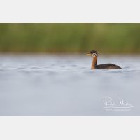 5163 x 3442_Px _RM_170817_MG_8941.jpg