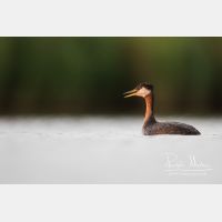 5165 x 3443_Px _RM_170817_MG_8285.jpg