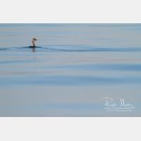 5184 x 3456_Px _RM_130904_MG_5840.jpg