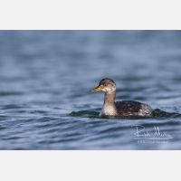 5219 x 3479_Px _RM_161120_MG_0773.jpg