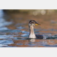 5281 x 3521_Px _RM_161120_MG_0796.jpg