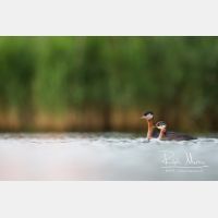 5421 x 3614_Px _RM_170817_MG_8314.jpg