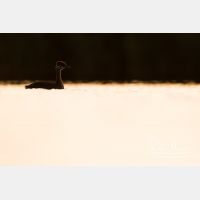 5443 x 3629_Px _RM_170817_MG_8449.jpg