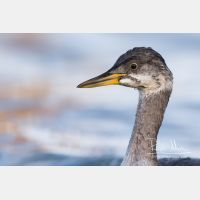 5472 x 3648_Px _RM_161120_MG_0638.jpg