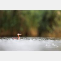 5472 x 3648_Px _RM_170817_MG_8309.jpg