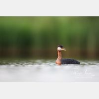 5472 x 3648_Px _RM_170817_MG_8331.jpg