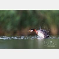 5472 x 3648_Px _RM_170817_MG_8354.jpg