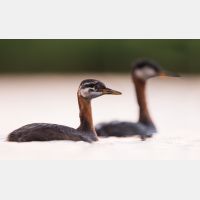 6010 x 3648_Px _RM_170817_MG_8218-8219_b.jpg