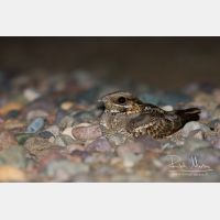 4102 x 2735_Px _RM_140307_MG_9824.jpg