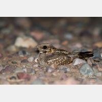 5044 x 3363_Px _RM_140307_MG_9827.jpg