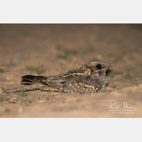 5148 x 3432_Px _RM_140307_MG_9837.jpg