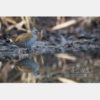 12092 x 8061 Px   _RM_161223_MG_1117-Pano_b.jpg