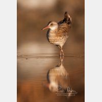 1705 x 2558 Px   _RM_20110722_MG_7463.jpg