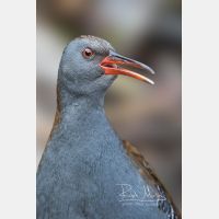 2108 x 3162 Px   _RM_161223_MG_1079_b.jpg