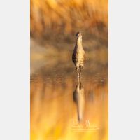 2187 x 3888 Px   _RM_20110722_MG_7546_b.jpg