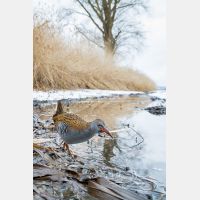 2289 x 3434 Px   _RM_170114_MG_3846.jpg