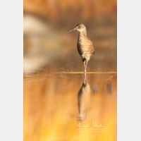 2383 x 3575 Px   _RM_20110722_MG_7552_b.jpg