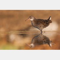 3348 x 2232 Px   _RM_20110722_MG_7478.jpg