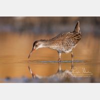 3396 x 2264 Px   _RM_20110724_MG_9468.jpg