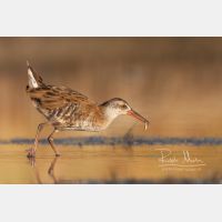 3408 x 2272 Px   _RM_20110724_MG_9390.jpg