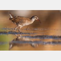 3505 x 2337 Px   _RM_20110724_MG_9398.jpg