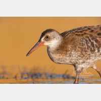 3586 x 2391 Px   _RM_20110724_MG_9340.jpg